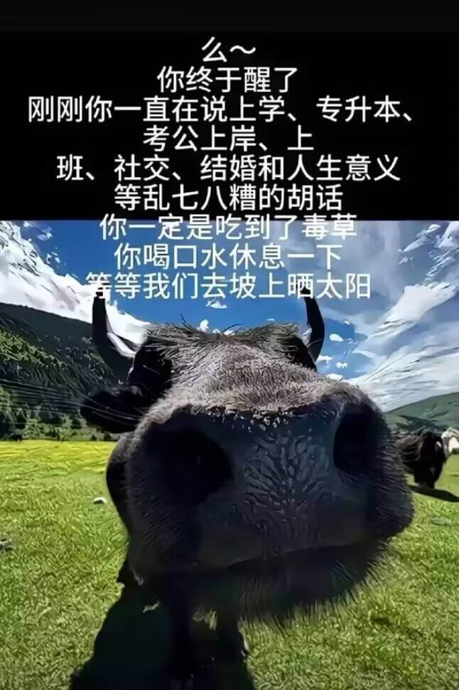 牛
